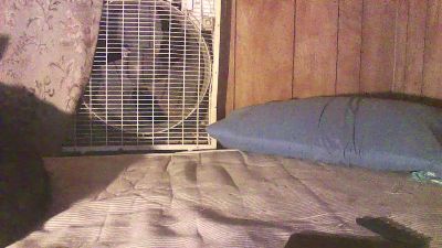 thighwalker webcam model stream image