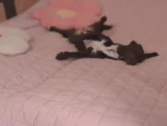 tiny_miracle webcam model stream image