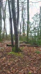 Legtiste webcam cam4 model stream image