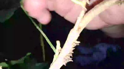 TonBossActif webcam cam4 model stream image