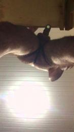 bigotito webcam model stream image