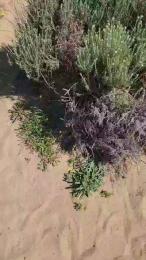 Vislumbre webcam model stream image