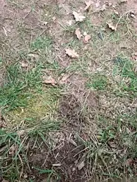 OdinWolf1990 webcam model stream image