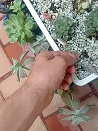 MaxHuston webcam model stream image