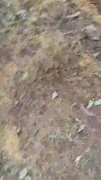 propro_xxx webcam cam4 model stream image