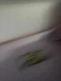 bam420bam webcam model stream image