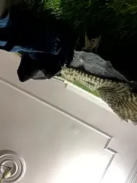 John_desihunk webcam model stream image