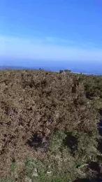 gutig_14 webcam cam4 model stream image