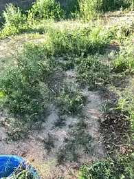 goodgirlbabydoll webcam model stream image