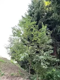 LaraBlond webcam model stream image