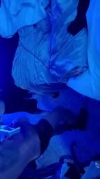 Sebensua webcam cam4 model stream image