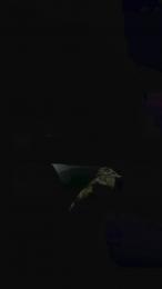 pedrito_6 webcam model stream image