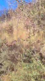 Victor3778 webcam model stream image