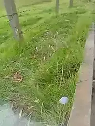 Cuervo_maniaco webcam model stream image