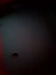 bigcock_marusz webcam stripchat model stream image