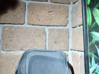 elvergon20cmm webcam camsoda model stream image