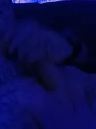 drednasty webcam model stream image