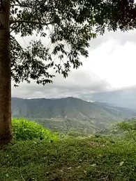 sky-wolves webcam model stream image