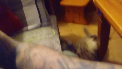 sugar_bastard5 webcam cam4 model stream image