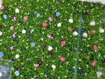 babyaylin chaturbate stream image