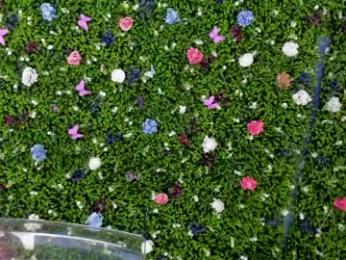 babyaylin chaturbate stream image