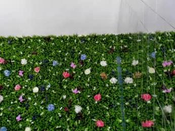 babyaylin chaturbate stream image