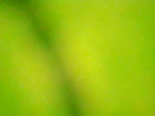 stalliontheesavage camsoda stream image