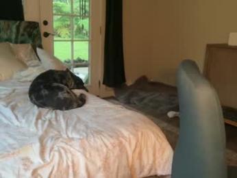 kaileeshy chaturbate stream image