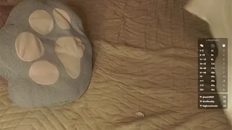 DarylBarks stripchat stream image